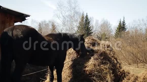 黑马吃干草视频的预览图