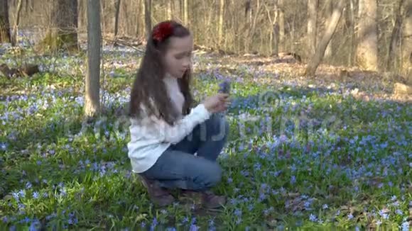 一个小女孩在一片空地上的春天森林里收集西拉西伯利亚或蓝色的雪花她跪在白色的地上视频的预览图