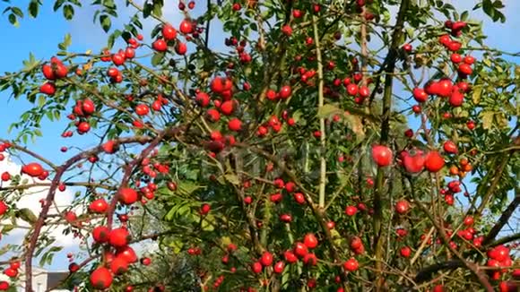 秋天的山楂树上散布着许多鲜红色的健康浆果一夫一妻制中期计划视频的预览图