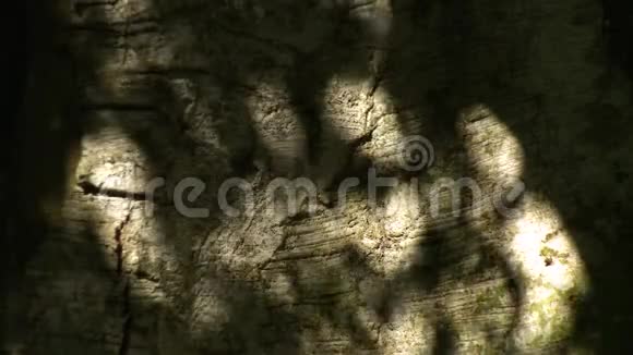 大树树皮视频的预览图