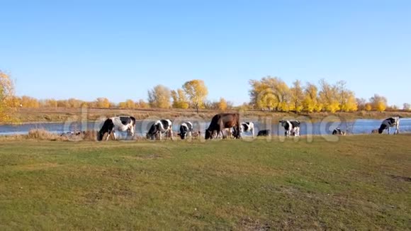 许多奶牛走在河边美丽的秋天风景的背景上视频的预览图