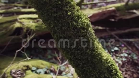 特写镜头中有长满苔藓的树干视频的预览图