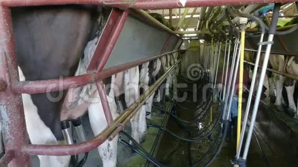 在澳大利亚维多利亚的一个奶牛场工作的农民视频的预览图