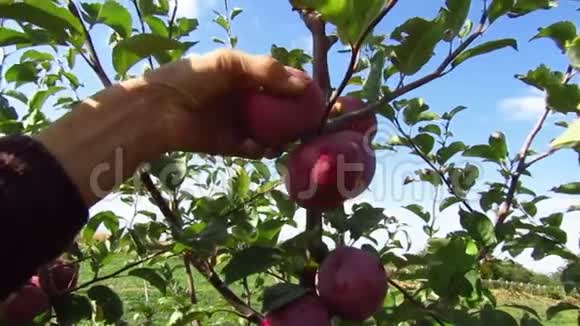 老妇人用手从苹果树的枝上摘红苹果十月季慢动作视频的预览图
