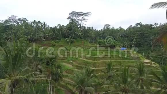 印度尼西亚4k山上稻田的空中镜头视频的预览图