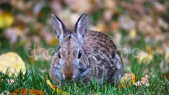雪鞋兔美洲豹或各种野兔在秋天吃青草地上有叶子快关门视频的预览图