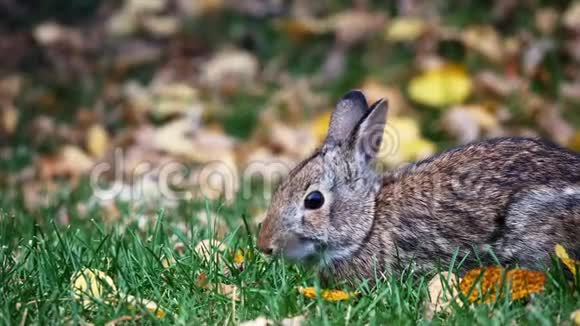 雪鞋兔美洲豹或各种野兔在秋天吃青草地上有叶子视频的预览图