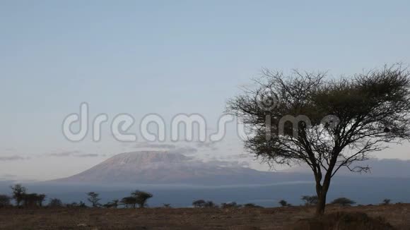 肯尼亚安博塞利乞力马扎罗山和一棵相思树的日出景观视频的预览图