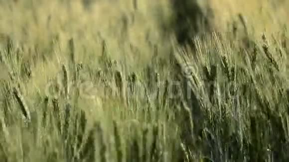 女性手抚摸黑麦微风农业概念的耳朵视频的预览图