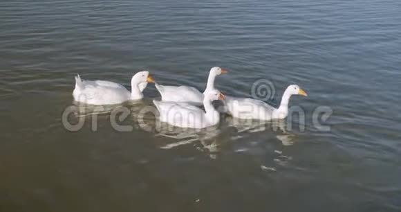 美丽的白鸭子在湖里游泳视频的预览图
