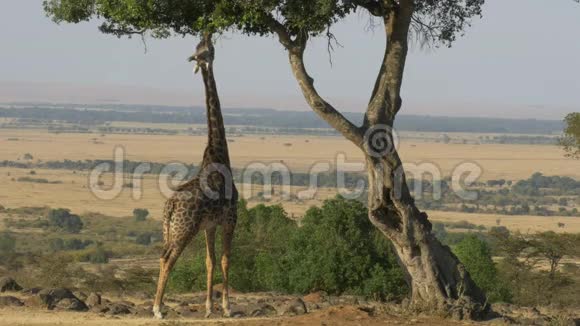 一只长颈鹿伸出手去吃马赛马拉的广角镜头视频的预览图