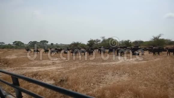 非洲平原黄草野牛群的狩猎车景观视频的预览图