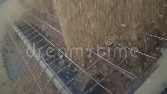 大量的小麦涌入了谷物螺旋关闭了影像视频的预览图