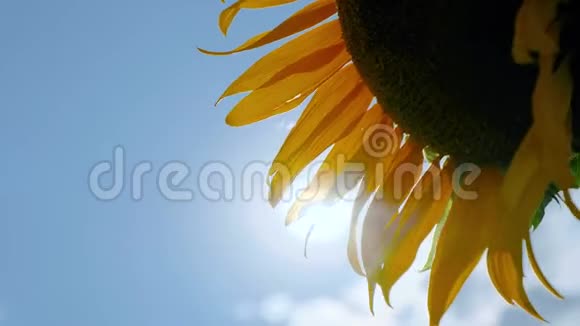 蜜蜂在向日葵上斜着视频的预览图