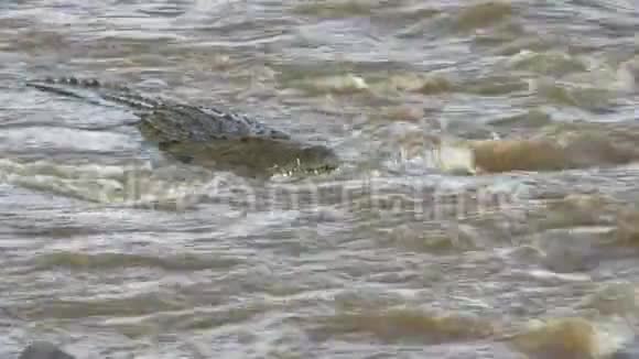 一条鳄鱼的头在马萨伊马拉游戏保护区的马拉河上游来游去视频的预览图
