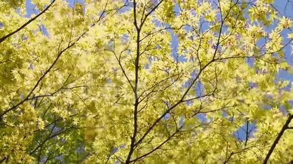 枫树顶着蓝天视频的预览图