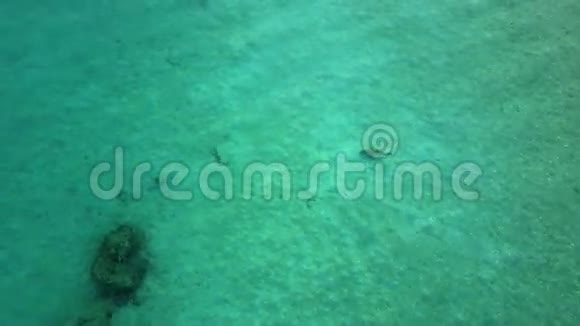 从4k绿松石海水中的鲨鱼上方的鸟瞰图视频的预览图
