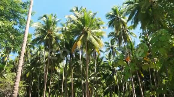椰子树种植园视频的预览图