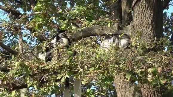 坐在高树上的曼特莱德盖雷萨视频的预览图