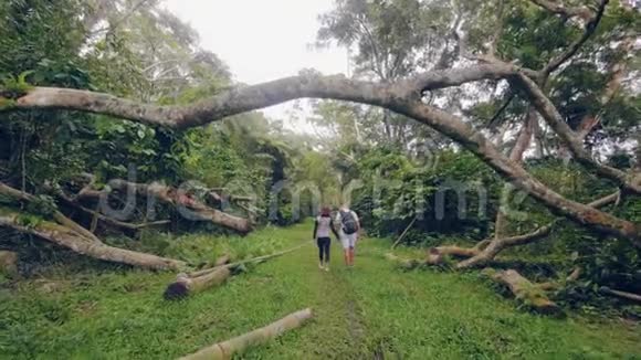年轻夫妇牵着手走在绿色的丛林森林后景在热带雨林中行走的男人和女人视频的预览图