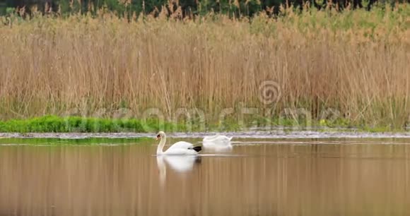 白俄罗斯的福纳春季白天鹅或天鹅在河塘湖游泳视频的预览图