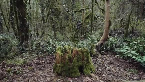 有一个长满苔藓的孤独的树桩正在放大视频的预览图