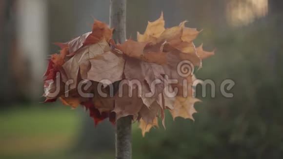 枫叶在木枝上作红色秋天的装饰视频的预览图