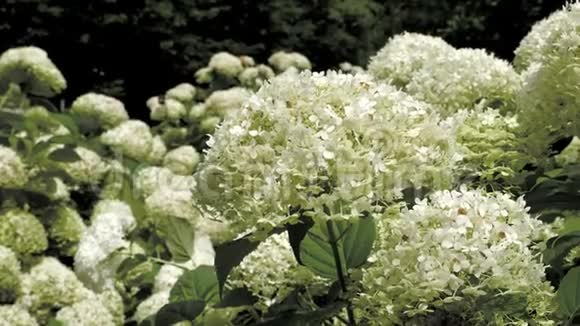 公园的灌木丛上有白色的花庆祝春天视频的预览图