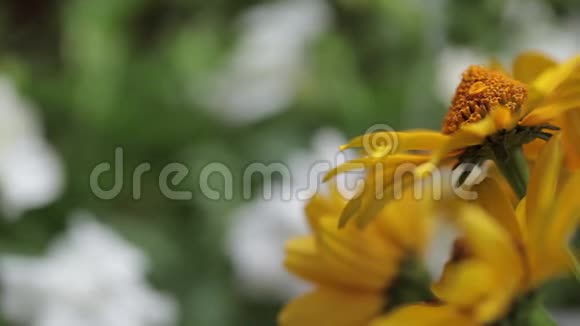 黄色雏菊花团锦簇为节日准备视频的预览图
