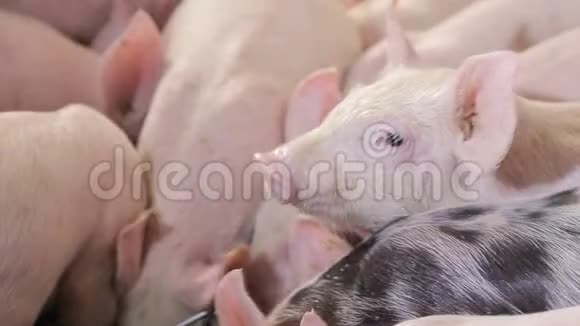 把猪关在猪场里互相推着吃食物从水槽里吃的猪视频的预览图