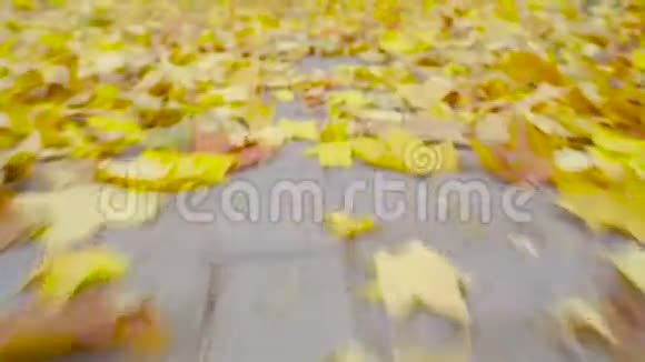 倒下的黄枫树叶落在人行道上视频的预览图