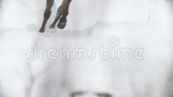 马术运动马在雪域驰骋的蹄子视频的预览图