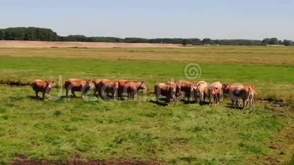 荷兰草地上的一群奶牛的空中视频空中视频围绕着一群好奇的奶牛在m处盘旋视频的预览图