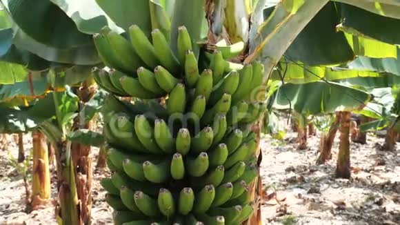 加那利群岛香蕉种植园的新鲜香蕉特写生长在树上的绿色香蕉视频的预览图