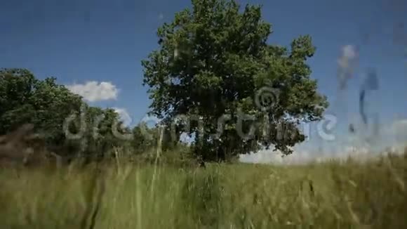麦田上有一棵树蓝天视频的预览图