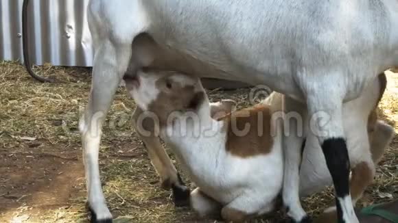在肯尼亚的一个村庄婴儿羊从母亲那里哺乳视频的预览图