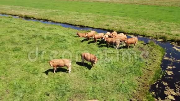 荷兰草地上的一群奶牛的空中视频空中视频围绕着一群好奇的奶牛在m处盘旋视频的预览图