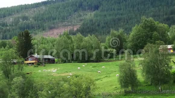 羊和羔羊草原牧场景观视频的预览图