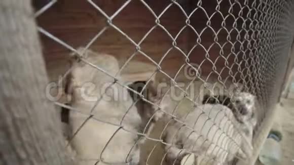 无家可归的狗在狗窝里慢动作视频的预览图