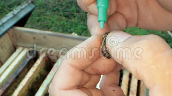 女王标签上的养蜂人标记用手指在蜂王视频的预览图