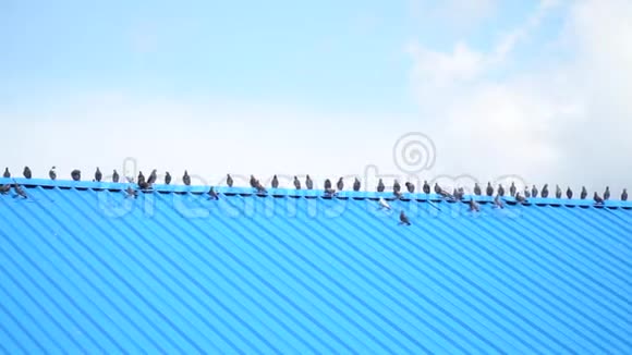 蓝色的长屋顶上面有许多鸽子背景上有蓝天4k视频的预览图