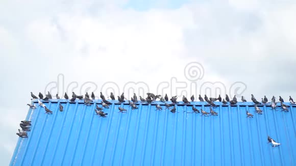 屋顶上有很多鸽子它们会害怕然后飞走4k视频的预览图