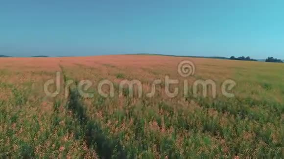 在阳光明媚的夏日绿色和红色的花朵低飞4K视频的预览图