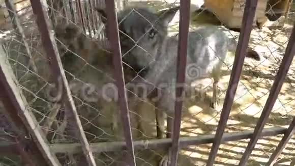 动物园里两只狼在笼子里看着饥饿的眼睛视频的预览图