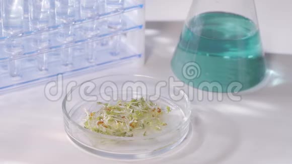一位现代生物技术实验室的科学家进行了一项植物实验将蓝色液体或试剂倒入视频的预览图