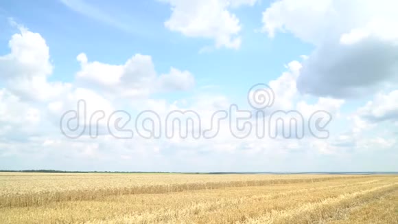 美丽的景色在满是金色小麦的田野上蓝天之上4k视频的预览图