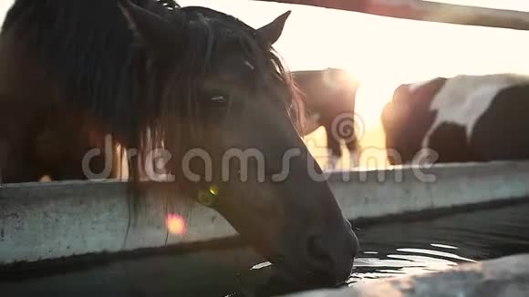 棕马饮水在稳定农村农业视频的预览图