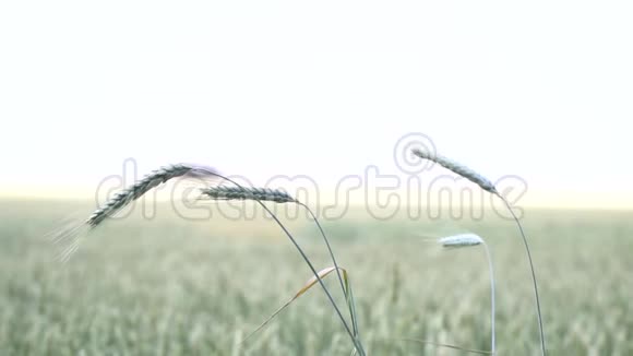 田野上有一大片小麦背景模糊视频的预览图