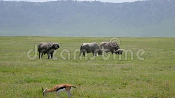 非洲大草原上野牛的雄壮公牛视频的预览图