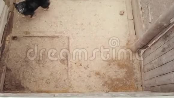 无家可归的流浪狗收容所空中观景视频的预览图